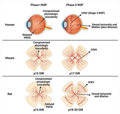 Vascular Endothelial Growth Factor Signaling in Models of Oxygen-Induced Retinopathy: Insights Into Mechanisms of Pathology in Retinopathy of Prematurity